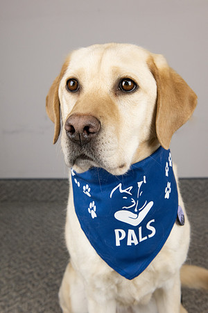 PALS_Cynthia_Hlynski_Amber_0297.jpg