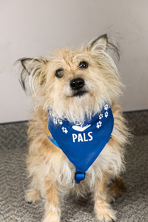 PALS_Barb_Ten_Pierik_Tippy_0383.jpg