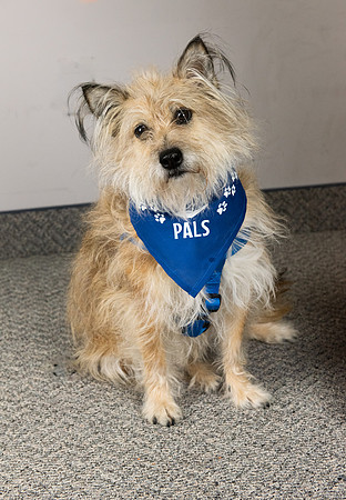 PALS_Barb_Ten_Pierik_Tippy_0392.jpg