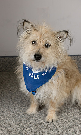 PALS_Barb_Ten_Pierik_Tippy_0413.jpg