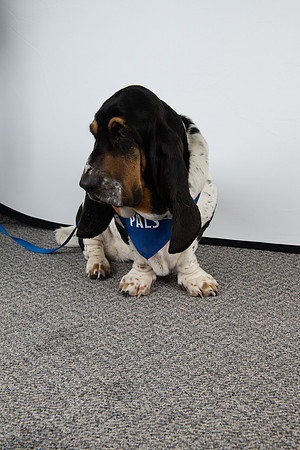 PALS_Rob_Martin_Daisy_0134.jpg