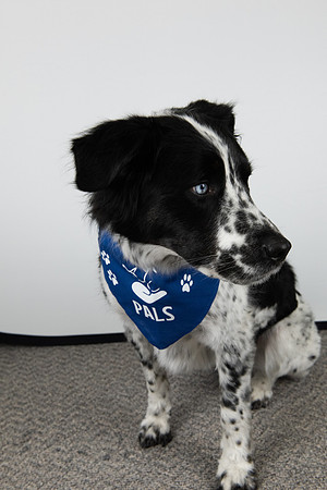 PALS_TL_Bell_Ace_0182.jpg